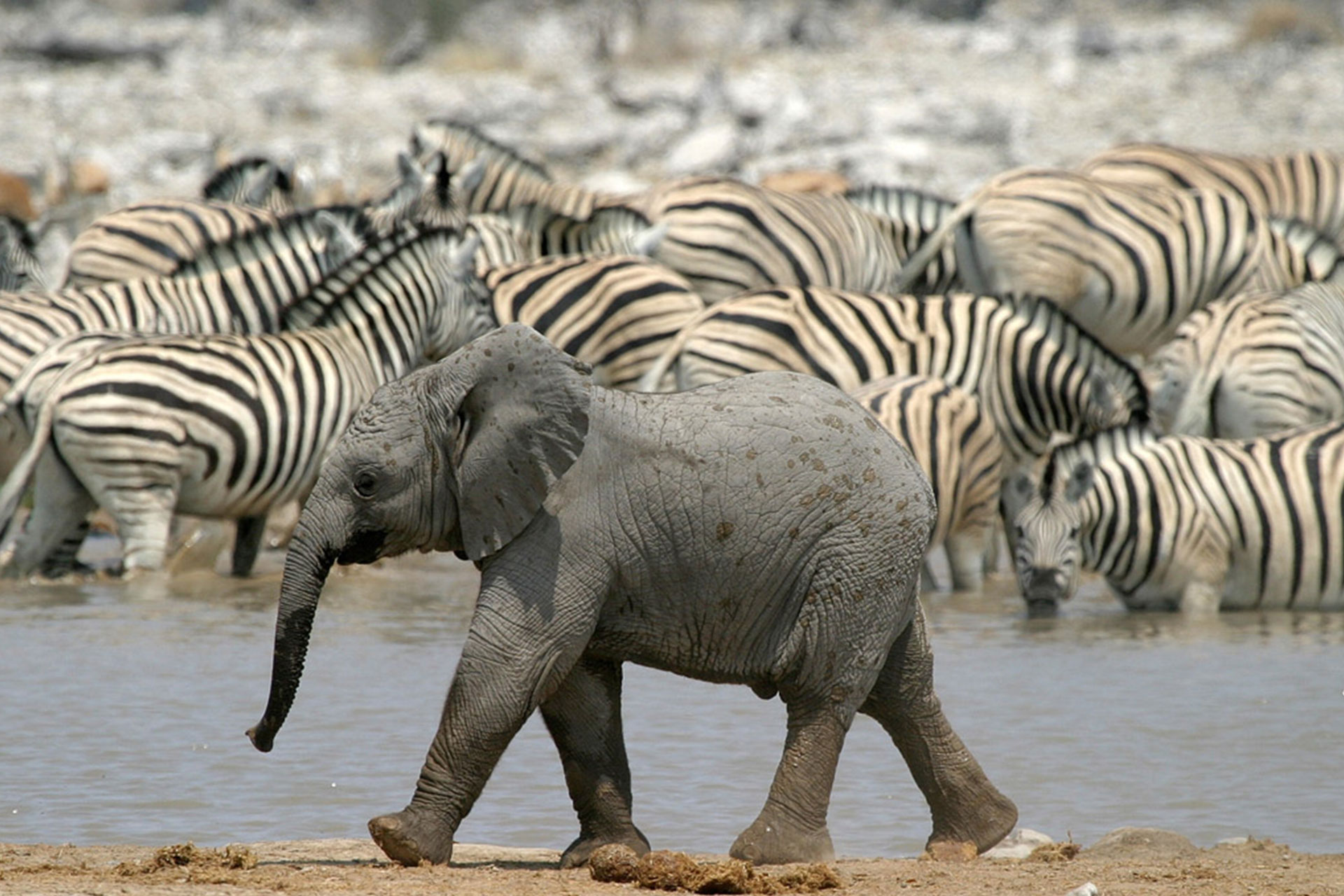 elephant-zebra-africa