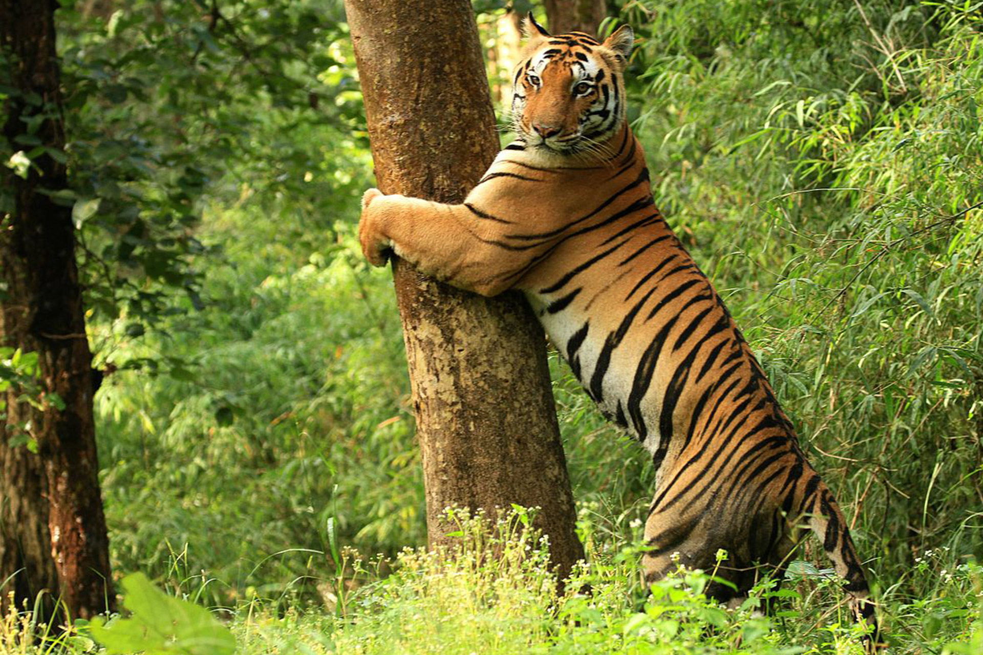 kanha-national-park