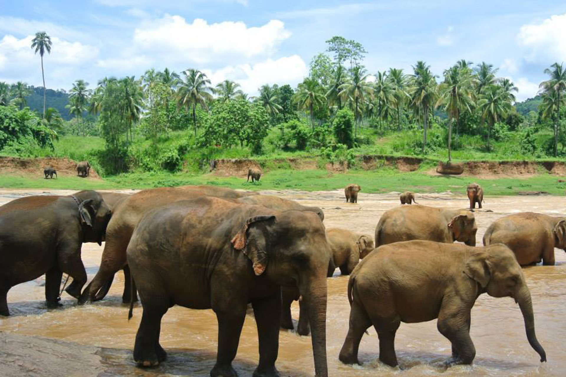 pinawala-elephant-orphanage